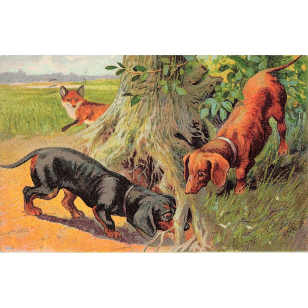 Dachshund Dogs Hunting Fox Antique Postcard 1909 Divided Back Allentown PA 3390 - Picture 1 of 2